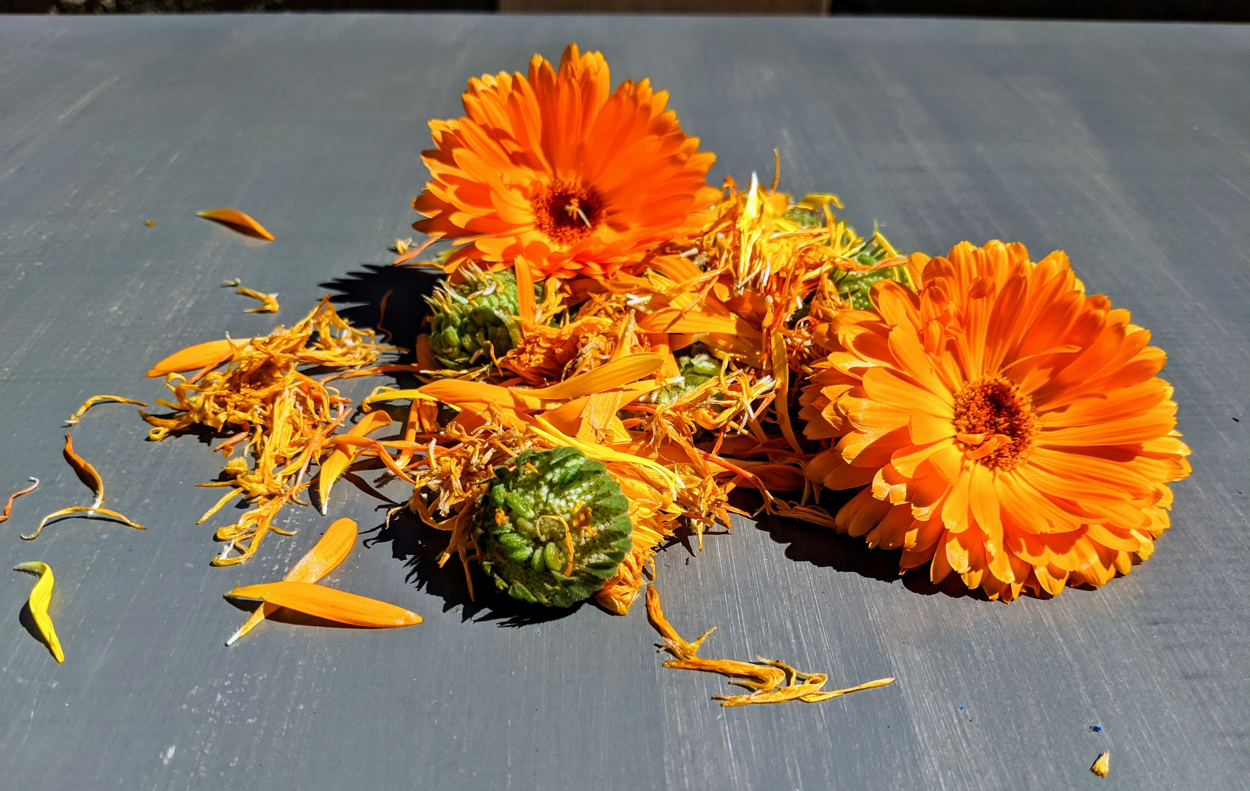 calendula flowers calendula flowers